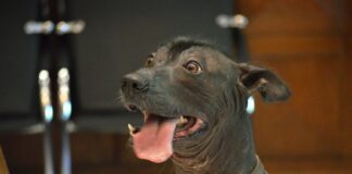 Festival de Xoloitzcuintle en Morelia