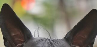 El Xoloitzcuintli: Un Legado Cultural Mexicano Sin Pelo