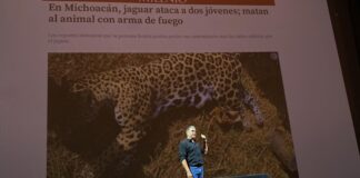 La imponente y desconocida presencia de los jaguares en Michoacán