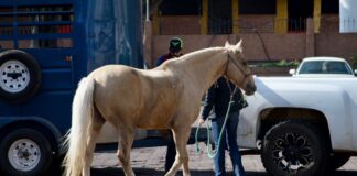 Anuncian el primer Festival y torneo “Patrimonio Cultural Inmaterial de Morelia”, el cual se realizará del 23 al 24 de septiembre en el lienzo charro