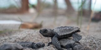 Hurto vs conservación de la tortuga marina: una lucha en la Costa de Michoacán