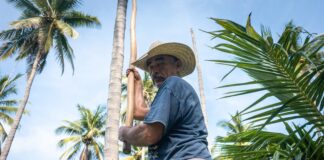 Cultivo de coco en la Costa de Michoacán. Con potencial, pero sin apoyo gubernamental