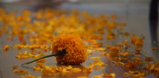 La Fiesta de la Flor de Cempasúchil en Tarímbaro