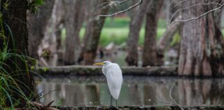 2do Festival “Las aves migratorias visitan la ciudad”