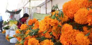 Venta del Cempasúchil