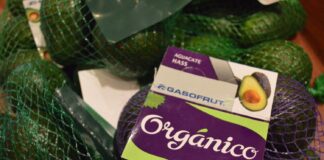 Peribán se prepara para la 2 ª Expo Aguacatera 2023