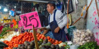 El oro verde y su costo por kilo