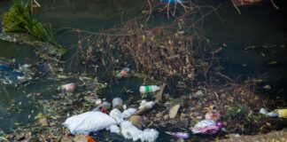 Día Mundial de la Educación Ambiental y de una relación saludable y agradable en el entorno