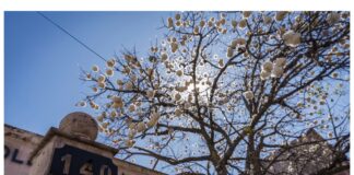 El Arbol de Pochote: Una Joya Centenaria en el Corazón de Morelia