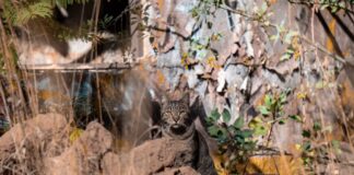 Los refugiados del Bosque Cuauhtémoc: Día del Gato en Morelia