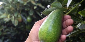 En Michoacán, se han detenido las labores de corte, acopio, procesamiento y embarque del producto, mientras que las exportaciones desde Jalisco continúan sin cambios