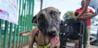 Daniela de los Santos presenta Iniciativas de Reforma de Ley para la Protección Animal en Michoacán