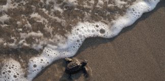 Miles de tortugas regresan al mar en Playa Azul durante la Expo Tortuga 2024