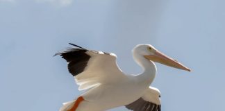 Regresa el Festival del Pelícano Borregón en la Ribera de Chapala