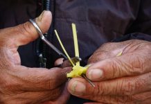 Entre la palma y la necesidad: la historia de Ricardo, un artesano de Penjamillo.