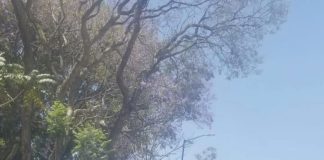 Es delito y debe intervenir la Fiscalía y el DIF, dice diputada