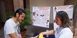 Celebran en Morelia el Tercer Festival de los Murciélagos para visibilizar su importancia ecológica