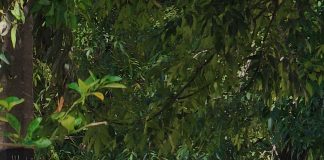 76 Legislatura da protección legal a arbolado urbano. Reforma el Código de Desarrollo Urbano del Estado