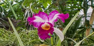 El Orquidiario de Morelia: conservación silenciosa en el corazón del Ceconexpo