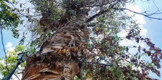 La Naturaleza Reclama su Espacio