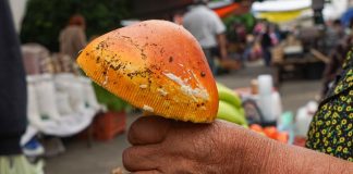 El hongo amarillo: un tesoro que se apaga entre los árboles de Michoacán