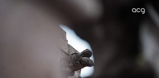 Las gárgolas que custodian el Templo de Las Rosas