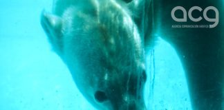 ❄️🐾 Yupik, la osa polar que nadaba en el corazón de Morelia 🐾❄️