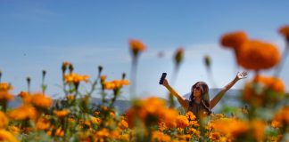 Copándaro abre sus puertas a la experiencia turística entre campos de cempasúchil