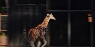 Primeros pasos en manada 🦒