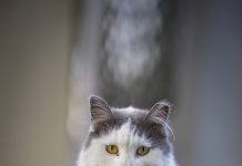 Día del Gato: entre la celebración, la memoria y el compromiso que salva vidas