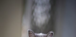 Día del Gato: entre la celebración, la memoria y el compromiso que salva vidas