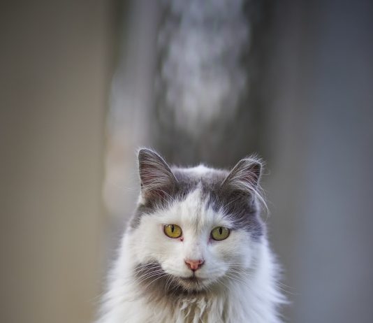 Día del Gato: entre la celebración, la memoria y el compromiso que salva vidas