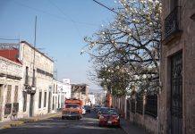 Pochote: el árbol que resiste al tiempo y a la sequía