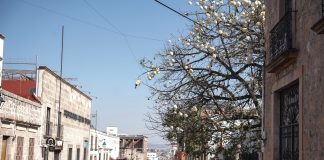 Pochote: el árbol que resiste al tiempo y a la sequía