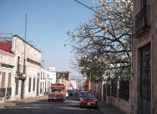 Pochote: el árbol que resiste al tiempo y a la sequía