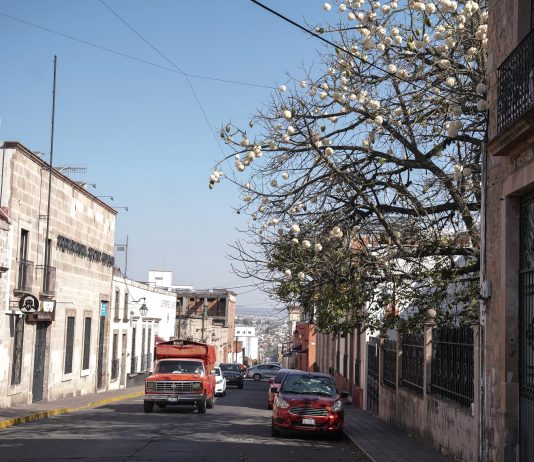 Pochote: el árbol que resiste al tiempo y a la sequía