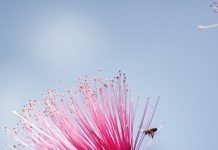 Abejas, flores rosadas y tráfico: la sorpresa que guarda Ventura Puente