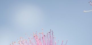 Abejas, flores rosadas y tráfico: la sorpresa que guarda Ventura Puente