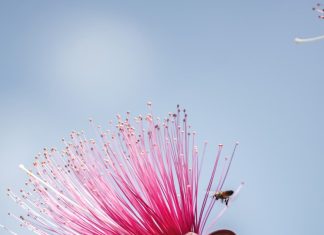 Abejas, flores rosadas y tráfico: la sorpresa que guarda Ventura Puente
