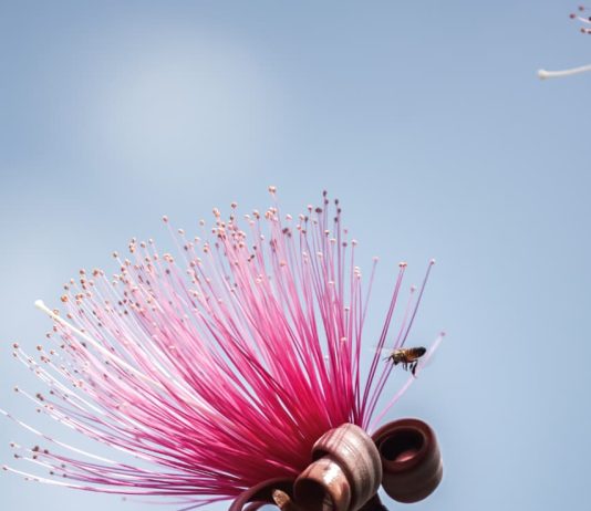 Abejas, flores rosadas y tráfico: la sorpresa que guarda Ventura Puente