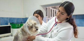 LICENCIATURA EN MEDICINA VETERINARIA Y ZOOTECNIA BUSCA REFRENDAR SU CALIDAD; ESTÁ EN PROCESO DE REACREDITACIÓN