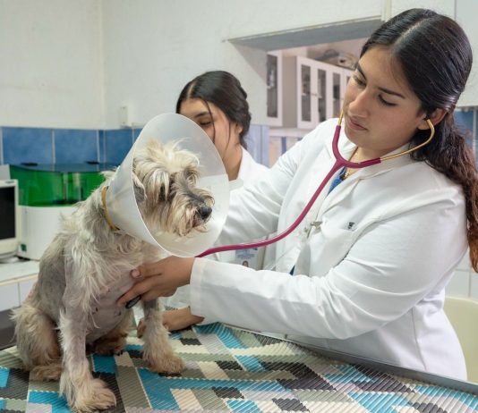 LICENCIATURA EN MEDICINA VETERINARIA Y ZOOTECNIA BUSCA REFRENDAR SU CALIDAD; ESTÁ EN PROCESO DE REACREDITACIÓN