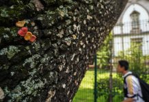 Adiós a una pegajosa tradición: el “árbol de los chicles” de Morelia pierde color