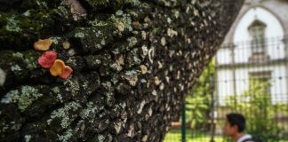 Adiós a una pegajosa tradición: el “árbol de los chicles” de Morelia pierde color