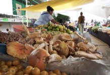 Manjares de la sierra en el Mercado Independencia: el comercio de hongos silvestres