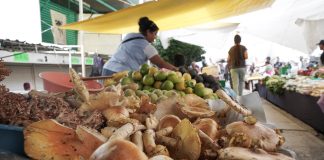 Manjares de la sierra en el Mercado Independencia: el comercio de hongos silvestres