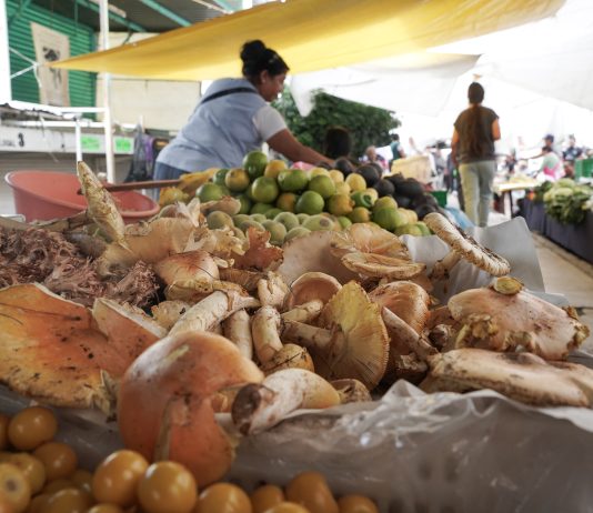 Manjares de la sierra en el Mercado Independencia: el comercio de hongos silvestres