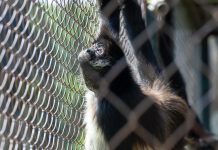 Con pocas probabilidades de sobrevivir, mono araña enfrenta horas decisivas en el Zoológico de Morelia