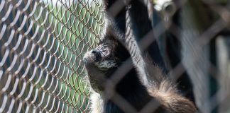 Con pocas probabilidades de sobrevivir, mono araña enfrenta horas decisivas en el Zoológico de Morelia