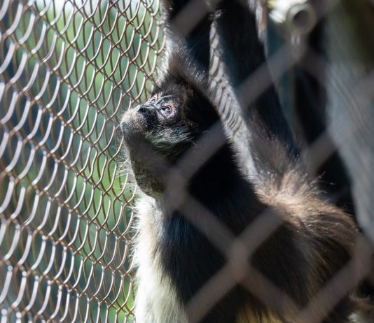 Con pocas probabilidades de sobrevivir, mono araña enfrenta horas decisivas en el Zoológico de Morelia